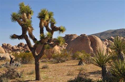 Joshua Tree Wallpapers Hd Desktop And Mobile Backgrounds