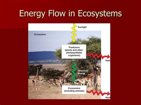 Ppt Energy Flow In Ecosystems Powerpoint Presentation Free Download