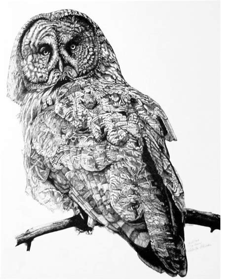 Roberta Ekman Artwork Great Grey Owl Original Drawing