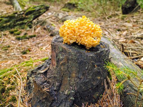 Yellow Wild Mushroom On Tree Trunk In Autumn Woodland Stock Image