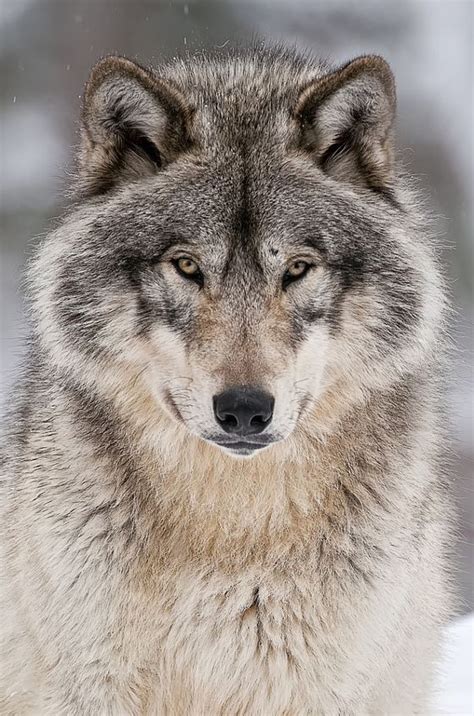 Wolves Stock Photos Photography And Royalty Free 500px Marketplace