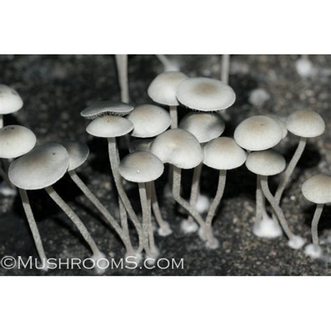 Panaeolus Cambodginiensis Sandose Magic Mushroom Spore Syringe