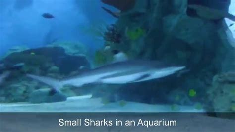 Small Sharks In An Aquarium Fishes In An Aquarium