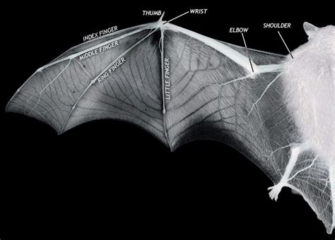 Misc Michael Cleary Grey Headed Flying Fox Fruit Bat Megabat Bat