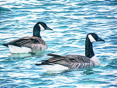 Geese Gone Fishing Photograph By Leslie Montgomery Fine Art America