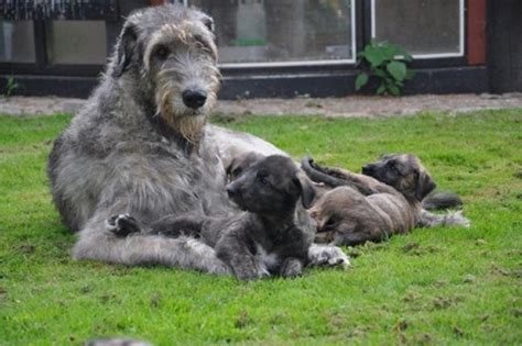 Irish Wolfhound Puppies For Sale Wolfhound Puppies Irish Wolfhound