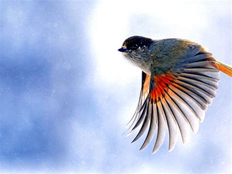 Beautiful Background Flying Birds Images Unique Rare Bird