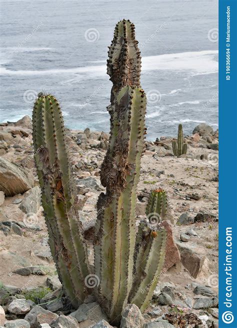 Consequently, the 30 or so plants that remain in the cereus group are largely plants that have not been moved out of the genus rather than plants that. Cactus From The Peruvian Pacific Coast 15 Stock Photo ...