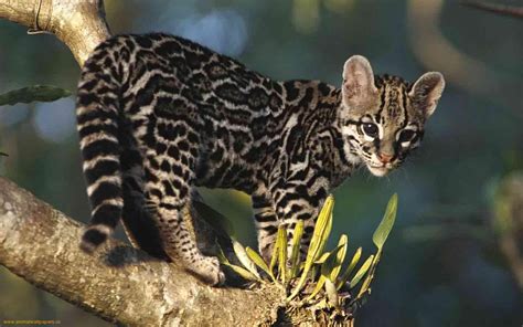 Margay Wild Cats Small Wild Cats Baby Cats