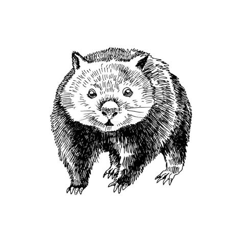 Wombat Sketch Style Hand Drawn Stock Vector Illustration Of