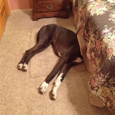20 Dogs Who Utterly Fail At Hide And Seek But Dont Know It