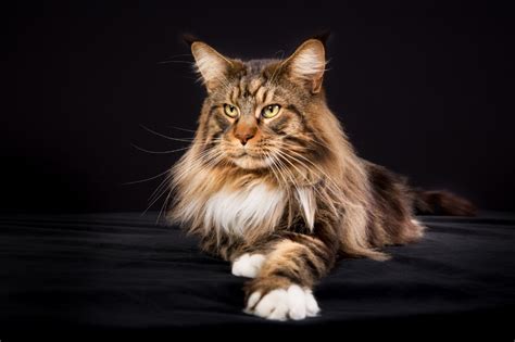 Calico Maine Coon Everything You Need To Know That Cuddly Cat