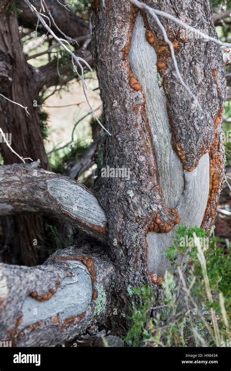Porcupine Tree Damage Cambium Hi Res Stock Photography And Images Alamy
