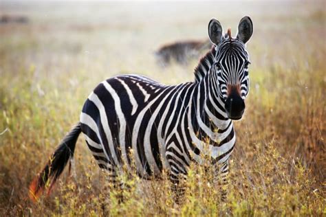 Are Zebras Endangered