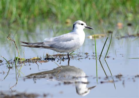 1920x1080 Wallpaper Wetland Whiskered Marsh Bird Tern Bird