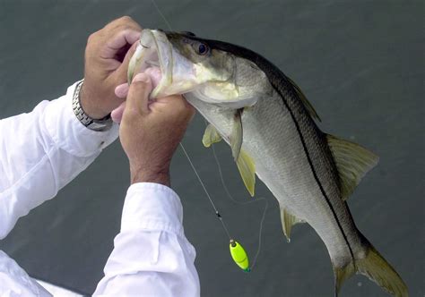 Are You Making These 3 Deadly Mistakes When Releasing Snook