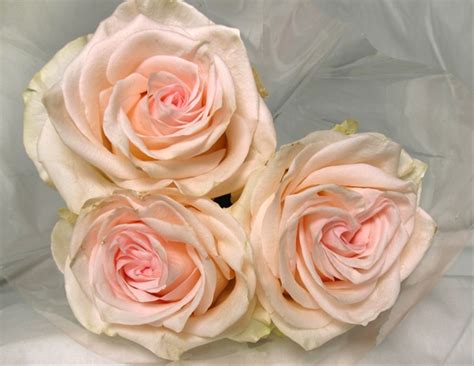 Rose Lorraine Standard Rose Roses Flowers By Category Sierra
