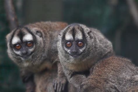 Aprendiendo Sobre Primates Conocer Para Conservar Asociación
