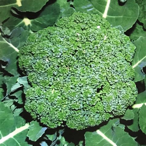 Organic Broccoli Mybageecha
