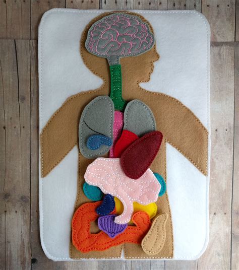 Human Anatomy Play Set Large Size 17 Pieces Felt Board Felt Crafts