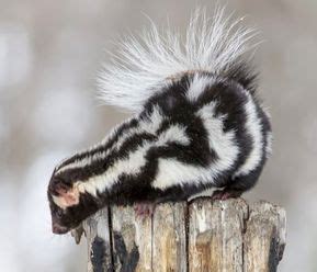 Fascinating Skunk Species Skunk Exotic Pets Pet Containment Systems