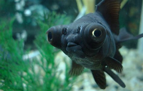 Telescope Eyes Fish Characteristics Types Care And More