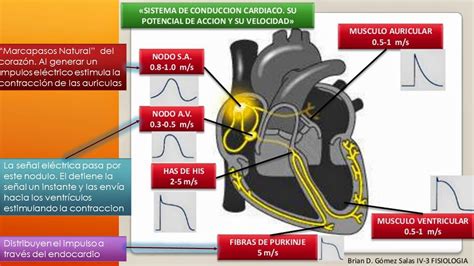 Sistema De Conduccion Anatomia Anatomia Medica Anatomia Cardiaca Images