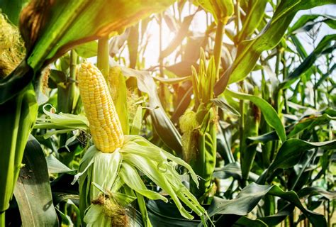 Record Corn Soybean Crops Predicted For U S Farmtario