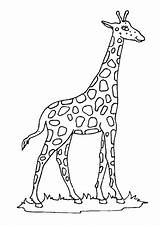 Girafe Kostenlos Ausdrucken Hugolescargot Souriante Coloring Ccm2 Dieren Coloriages Partager sketch template