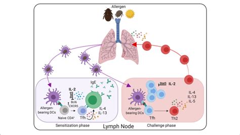 Tfh Cells Are Critical Mediators In The Pathogenesis Of Allergic