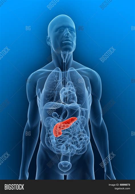 Inflamed Pancreas Image And Photo Free Trial Bigstock