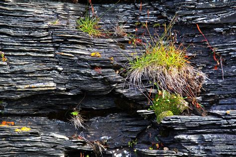 Free Images Landscape Water Nature Grass Rock Leaf Flower