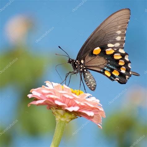 Farfalla Verde Coda Di Rondine Che Si Nutre Di Zinnia Rosa Foto Stock
