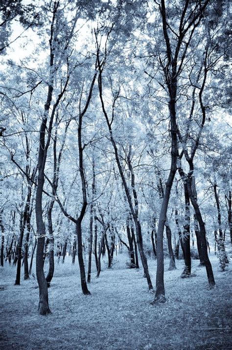Winter Forest Stock Image Image Of January Blue February 12065377