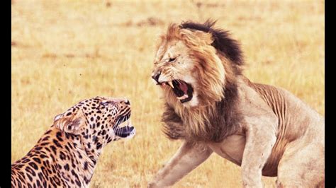 Lion And Leopard Fights Youtube