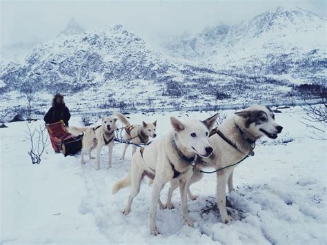 How To Train Your Dog To Pull A Sled Dog Sledding Dog Training