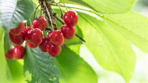 Spicy Red Cherry Fruit On A Tree Closeup Stock Photo Image Of Ripe