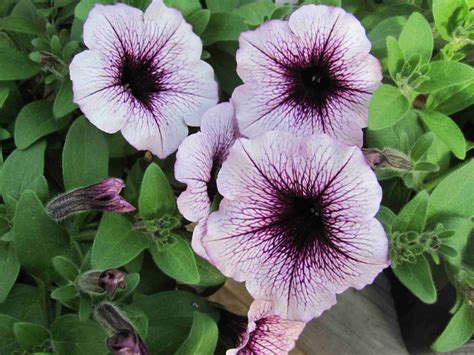 How To Choose The Right Petunia
