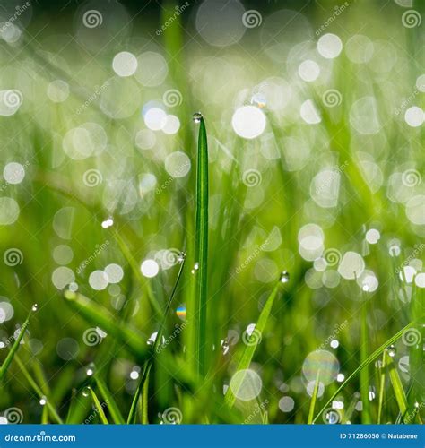 Fresh Green Grass With Water Drops On Background Of Sunlight Stock