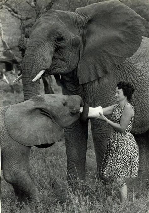 In The Beginning Vintage Photo Of Dame Daphne Sheldrick At The David