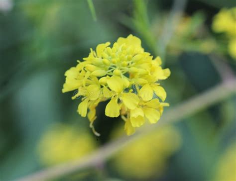 Brassica Nigra The Black Mustard Blooming In Spring Stock Photo