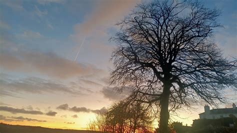 Petition · Postpone The Felling Of The Kinsale Beech Tree ·