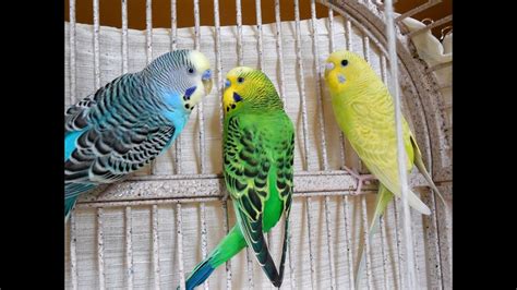 30 Min Hot Male Budgies Parakeets Singing Chirping Youtube