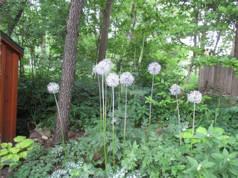 Alliums With Six Months Of Color Rotary Botanical Gardens