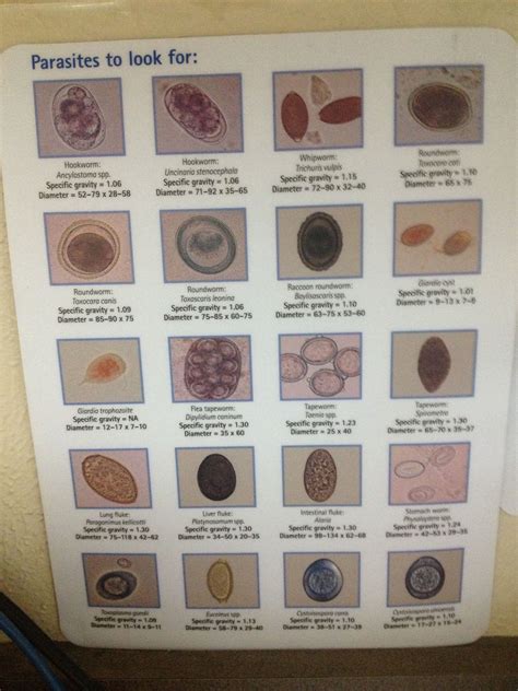 Horse Worm Egg Identification Chart