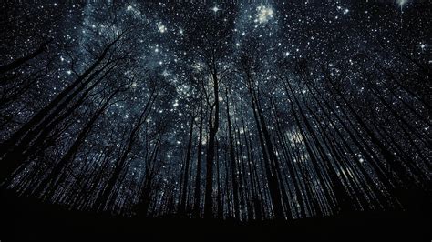 Starry Forest Wallpapers Top Free Starry Forest Backgrounds