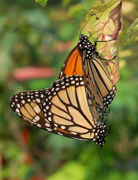Monarch Butterfly Danaus Plexippus Mating Vertical 1800px Monarque