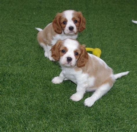 Cavalier King Charles Spaniel Puppies For Sale Minneapolis Mn