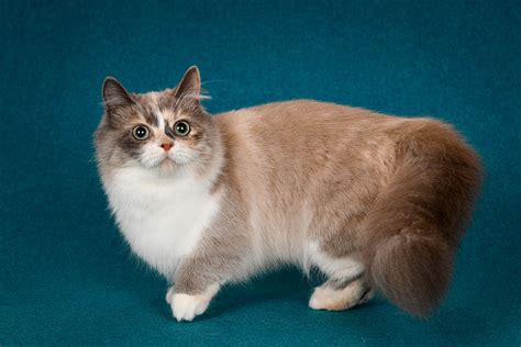 How Much Does A Munchkin Cat Cost 2023 Price Guide Hepper