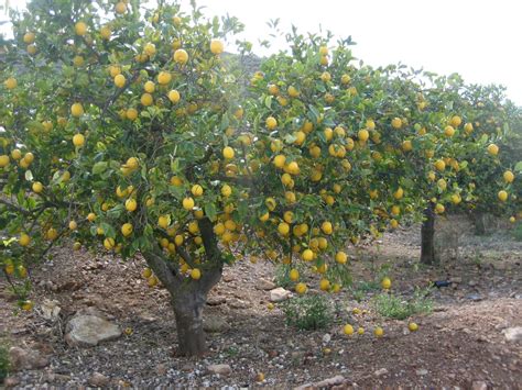 Limonero Citrus Limon Características Y Propiedades Limonero